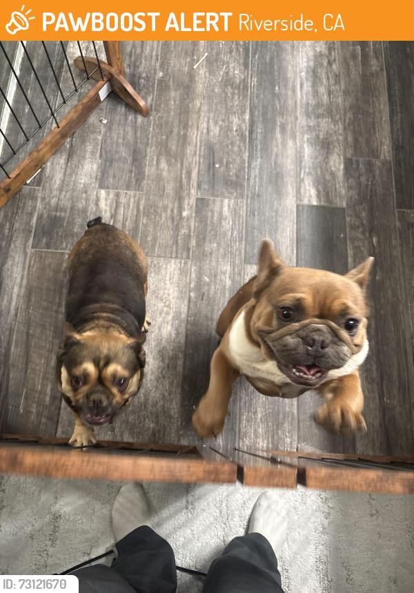 Found/Stray Female Dog last seen La Cadena, Riverside, CA 92501