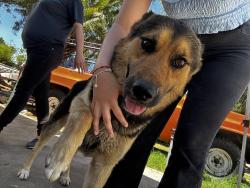 Reunited Male Dog last seen Near Tyler St, Riverside, CA 92503, Riverside, CA 92503