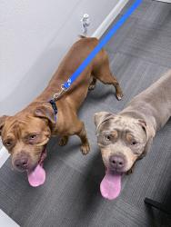 Found/Stray Male Dog last seen S. Memorial Dr, Tulsa, OK 74133