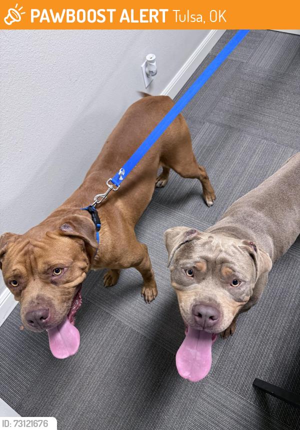 Found/Stray Male Dog last seen S. Memorial Dr, Tulsa, OK 74133