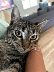 Reunited Female Cat last seen 16th and Blount st, Pensacola, FL 32503