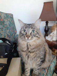 Lost Female Cat last seen Near South 600 West, Salt Lake City, UT 84116