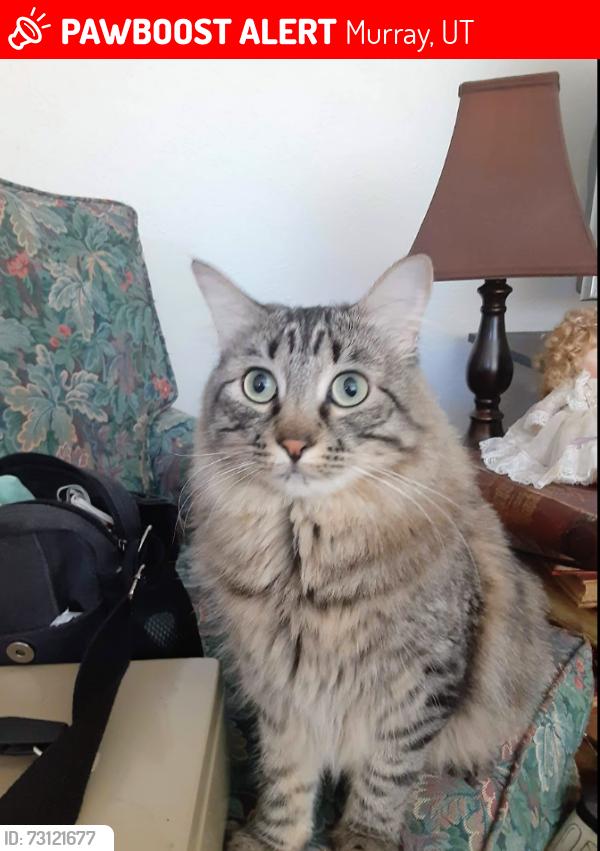 Lost Female Cat last seen Near South 600 West, Salt Lake City, UT 84116
