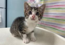 Shelter Stray Female Cat last seen Auto Shop, 48182, MI, 827 Illinois Ave, Maumee, OH 43537, USA