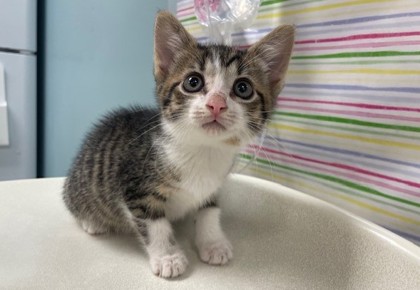 Shelter Stray Female Cat last seen Auto Shop, 48182, MI, 827 Illinois Ave, Maumee, OH 43537, USA