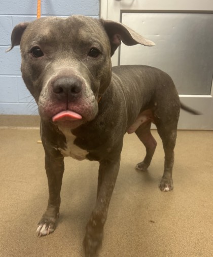 Shelter Stray Male Dog last seen Near N Peachtree Rd, Dunwoody, GA 30338, 30338, GA, 3280 Chamblee Dunwoody Rd, Chamblee, GA 30341, USA