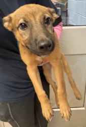 Shelter Stray Female Dog last seen Near N Indian Creek Drive #414 Clarkston, 30021, 30021, GA, 3280 Chamblee Dunwoody Rd, Chamblee, GA 30341, USA