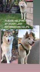 Reunited Male Dog last seen Near shell gas station in castaic, ca, Castaic, CA 91384