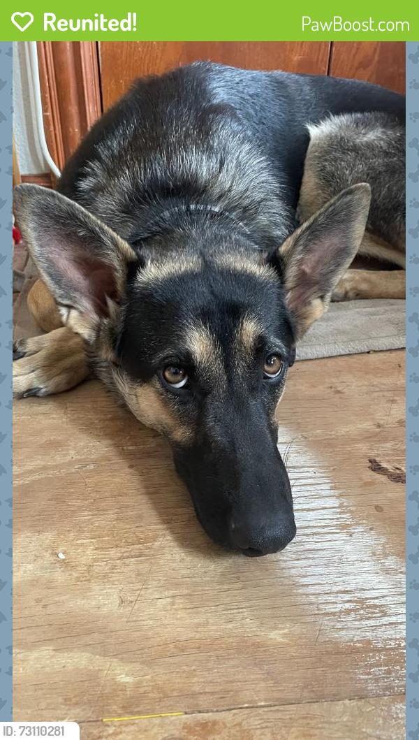 Reunited Female Dog last seen Lindsey and 12th, Norman, OK 73071