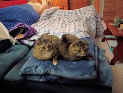 Lost Female Cat last seen Bee tree rd and sunset Dr, Swannanoa, NC 28778