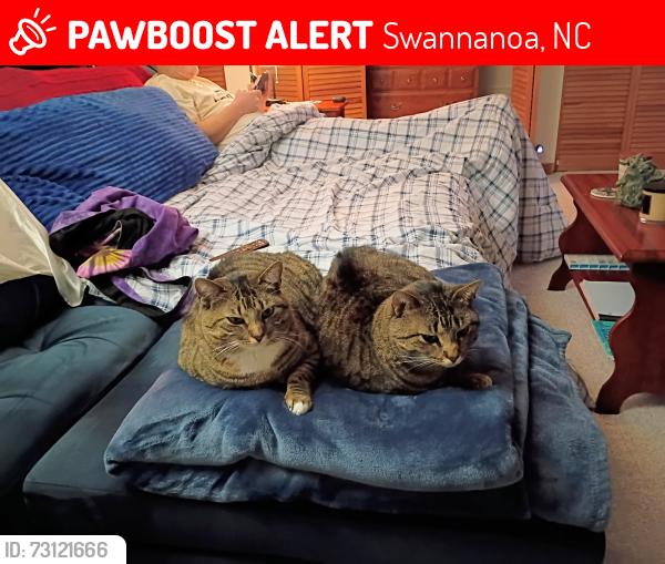Lost Female Cat last seen Bee tree rd and sunset Dr, Swannanoa, NC 28778