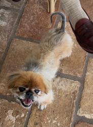 Reunited Male Dog last seen Sunset Dr, Los Angeles, CA 90272