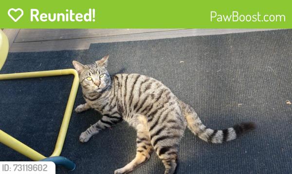 Reunited Male Cat last seen 108th Avenue, Portland, OR 97220