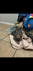 Lost Male Cat last seen Arbor park ln, Moreno Valley, CA 92553