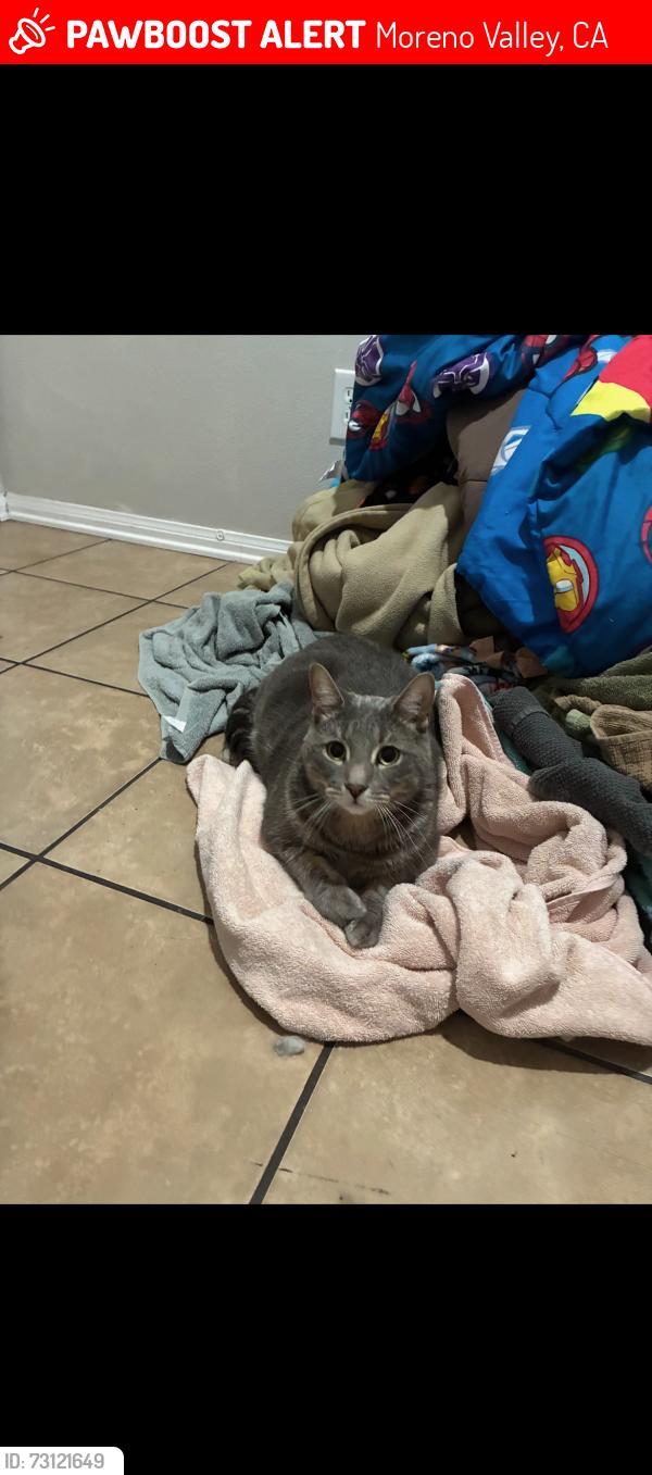 Lost Male Cat last seen Arbor park ln, Moreno Valley, CA 92553