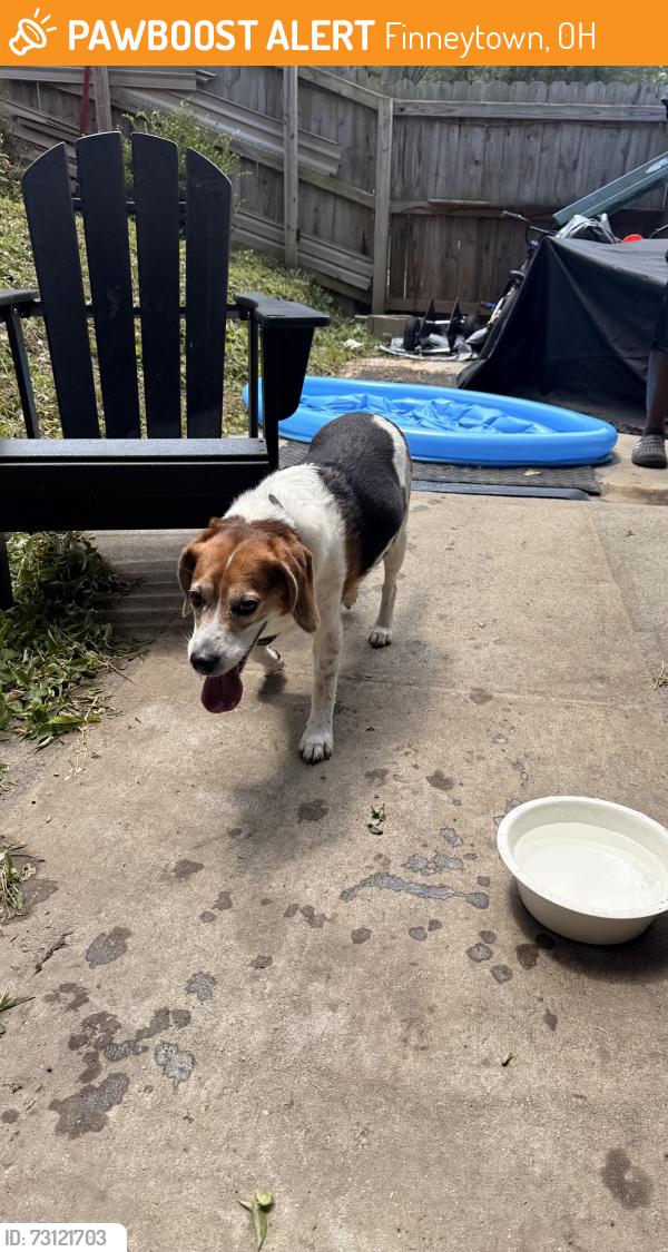 Found/Stray Unknown Dog last seen Hempstead dr, Finneytown, OH 45231