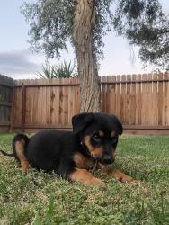 Found/Stray Female Dog last seen McKinley and Brawley, Fresno, CA 93722