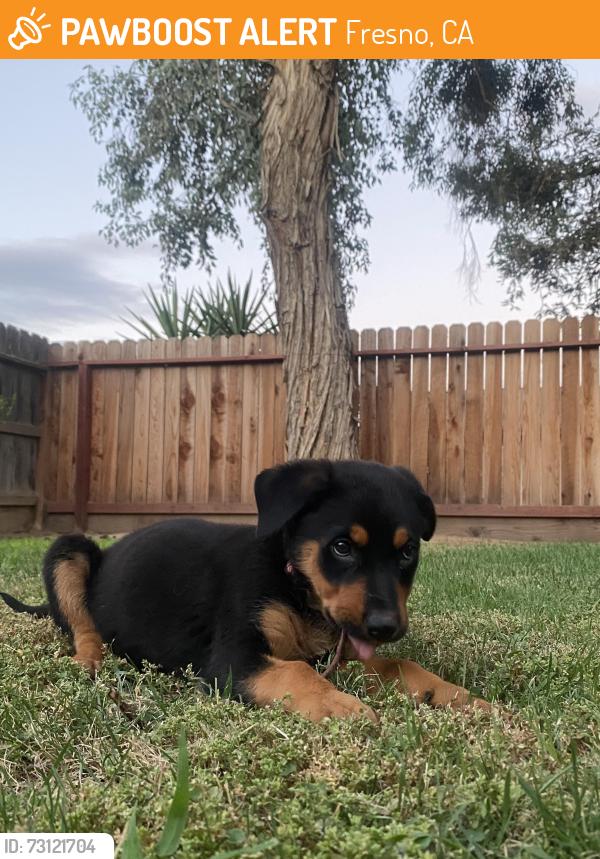 Found/Stray Female Dog last seen McKinley and Brawley, Fresno, CA 93722