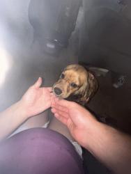 Reunited Female Dog last seen Goose creek rd Dandridge tn, Dandridge, TN 37725