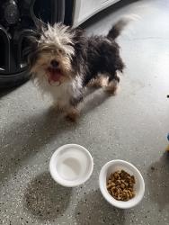 Found/Stray Female Dog last seen Near Shanon hills park, Greensboro, NC 27406