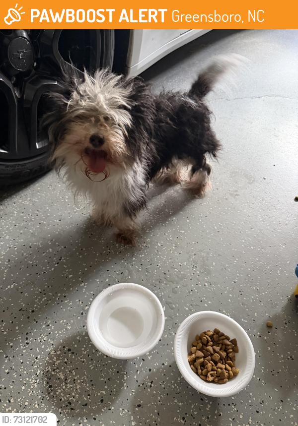 Found/Stray Female Dog last seen Near Shanon hills park, Greensboro, NC 27406
