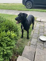 Reunited Unknown Dog last seen Third Ave & Haub St 47639, Haubstadt, IN 47639