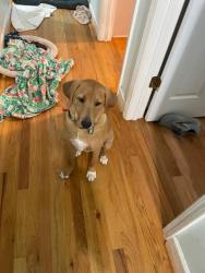 Found/Stray Male Dog last seen near bluff road and I-77 in columbia, SC - right off the by the pipe company, Columbia, SC 29209