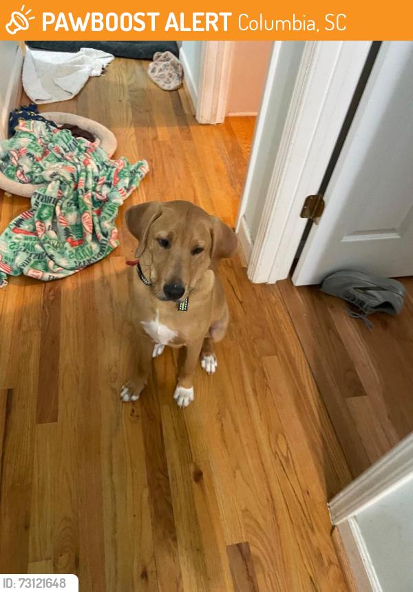Found/Stray Male Dog last seen near bluff road and I-77 in columbia, SC - right off the by the pipe company, Columbia, SC 29209