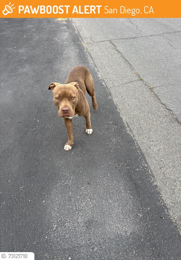 Found/Stray Male Dog last seen Valencia Parkway, San Diego, CA 92114
