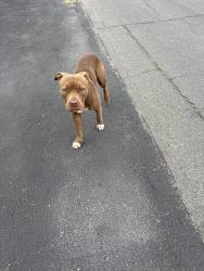 Found/Stray Male Dog last seen Valencia Parkway, San Diego, CA 92114