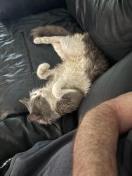 Found/Stray Male Cat last seen Hibiscus Park, Ocala, FL 34476