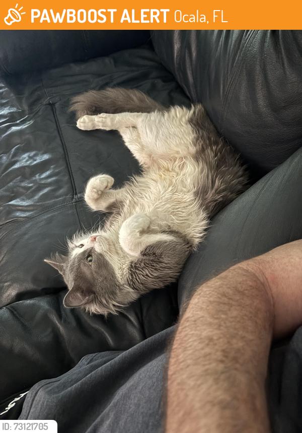 Found/Stray Male Cat last seen Hibiscus Park, Ocala, FL 34476