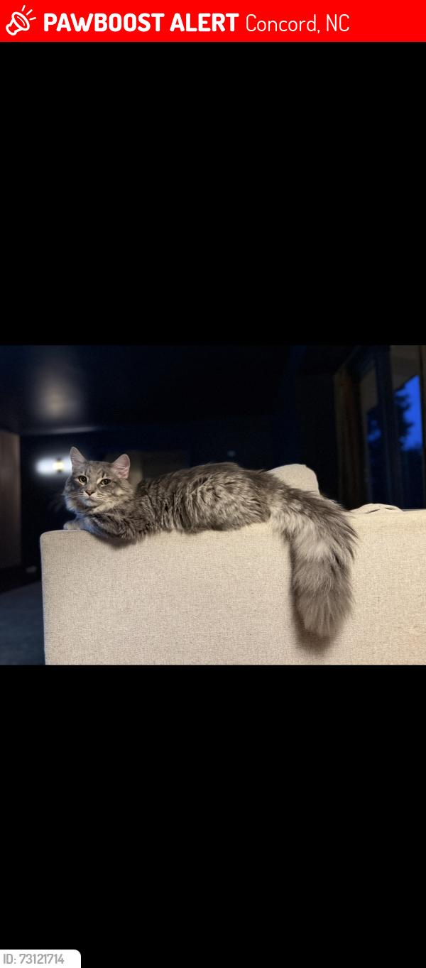 Lost Male Cat last seen Burrage Rd, Concord, NC 28025