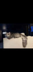 Lost Male Cat last seen Burrage Rd, Concord, NC 28025