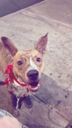 Lost Male Dog last seen Jones and harmon, Las Vegas, NV 89103