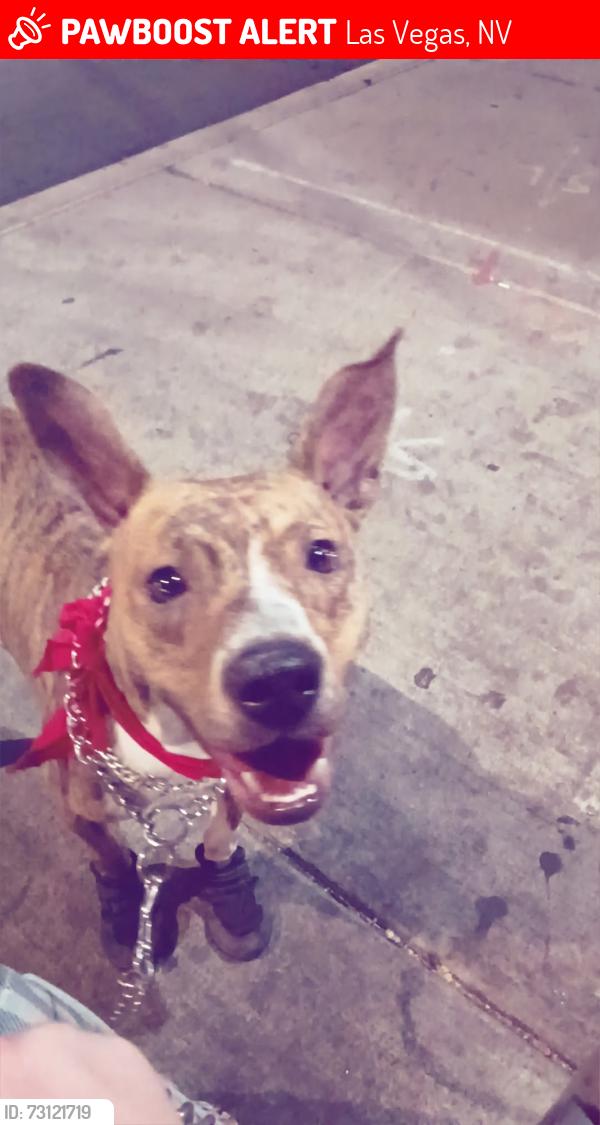 Lost Male Dog last seen Jones and harmon, Las Vegas, NV 89103