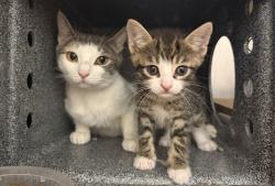 Shelter Stray Female Cat last seen Near E 149th Street, BRONX, NY, 10455, 326 E 110th St, New York, NY 10029, USA