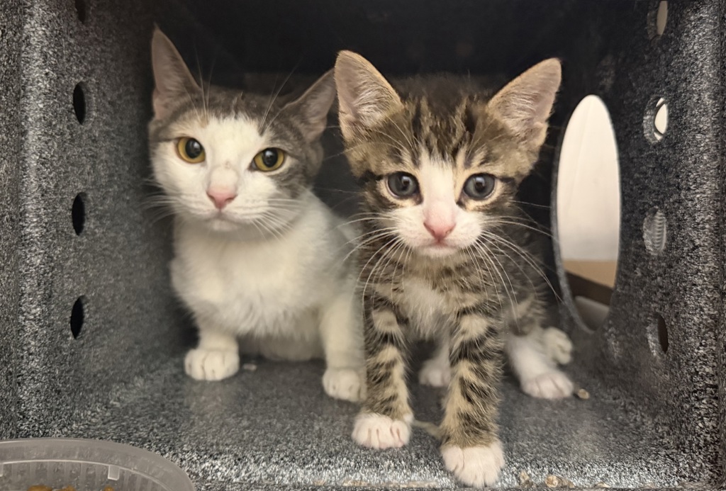 Shelter Stray Female Cat last seen Near E 149th Street, BRONX, NY, 10455, 326 E 110th St, New York, NY 10029, USA