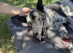Reunited Female Dog last seen Corner of dahlia and Colorado Ave., Denver, CO 80222