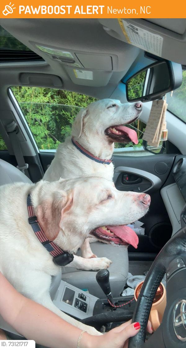 Found/Stray Male Dog last seen Greenway trail, Newton, NC 28658