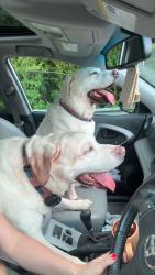 Found/Stray Male Dog last seen Greenway trail, Newton, NC 28658