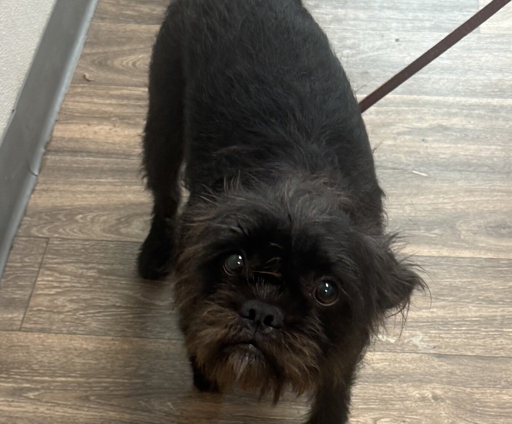 Shelter Stray Female Dog last seen Near Marlesta Drive, San Diego, CA, 92111, 5500 Gaines St, San Diego, CA 92110, USA