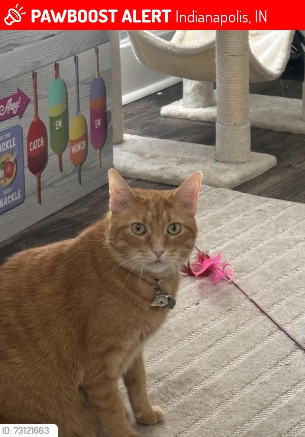 Lost Female Cat last seen E 12th st, Indianapolis, IN 46201