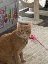 Lost Female Cat last seen E 12th st, Indianapolis, IN 46201