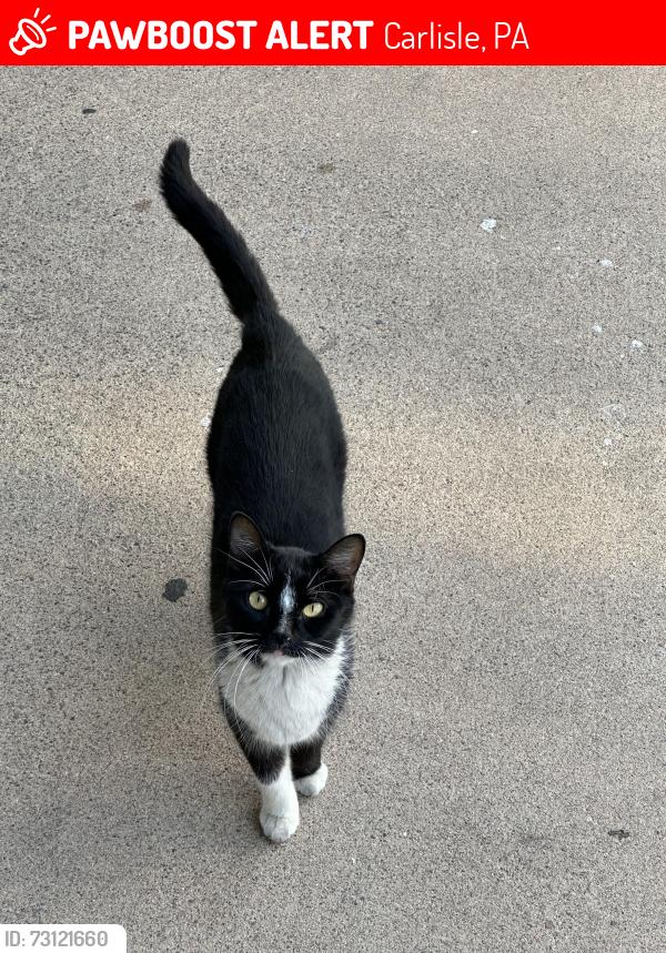 Lost Female Cat last seen Near B.P.O.E 570 S Carlisle, Carlisle, PA 17013