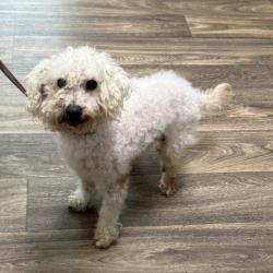 Shelter Stray Male Dog last seen Linda Vista Road, San Diego, CA, 92110, 5500 Gaines St, San Diego, CA 92110, USA