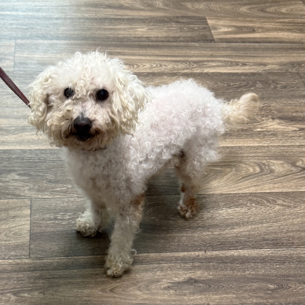 Shelter Stray Male Dog last seen Linda Vista Road, San Diego, CA, 92110, 5500 Gaines St, San Diego, CA 92110, USA