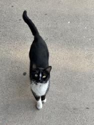 Lost Female Cat last seen Near B.P.O.E 570 S Carlisle, Carlisle, PA 17013