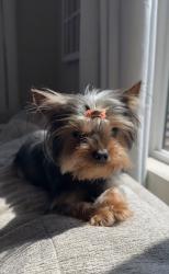 Reunited Female Dog last seen Near Lotus Dr, Chula Vista, CA 91911, USA, Chula Vista, CA 91911