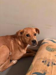 Reunited Female Dog last seen Karns Animal Clinic, Karns, TN 37931